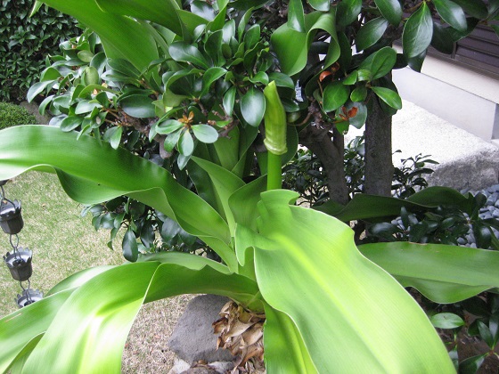 ハマユウの蕾