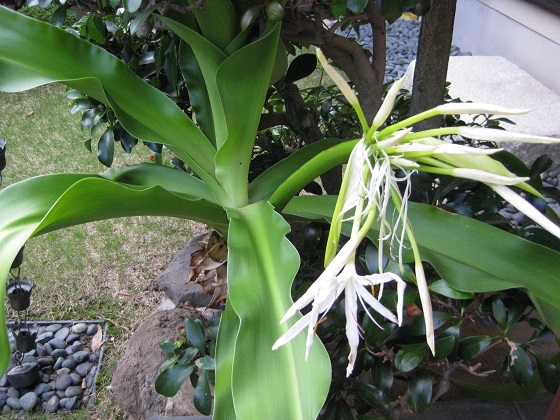 ハマユウの花 斜めに倒れて咲く