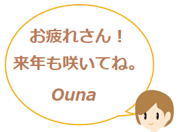 お疲れさん! 来年も咲いてね。 Ouna