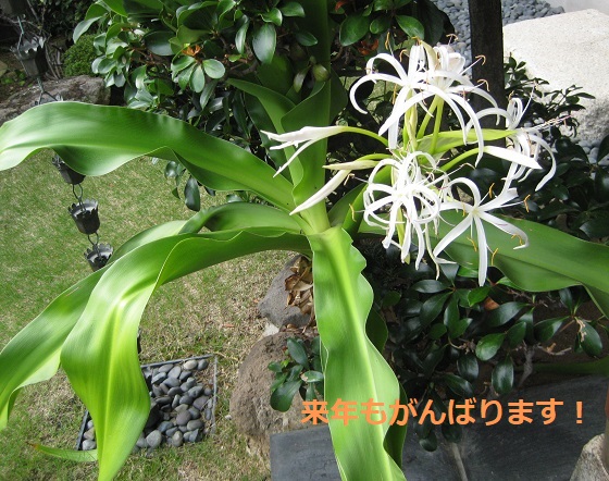 ハマユウの花 弱々しい