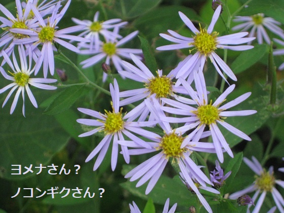 ヨメナかノコンギクか