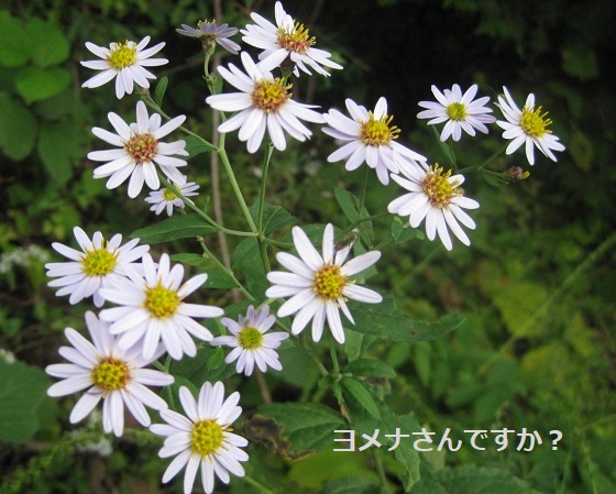 嫁菜(ヨメナ)