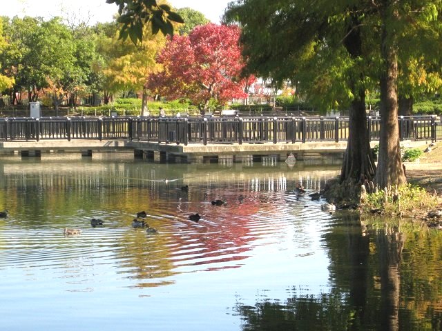 昆陽池・給餌池の野鳥観察橋
