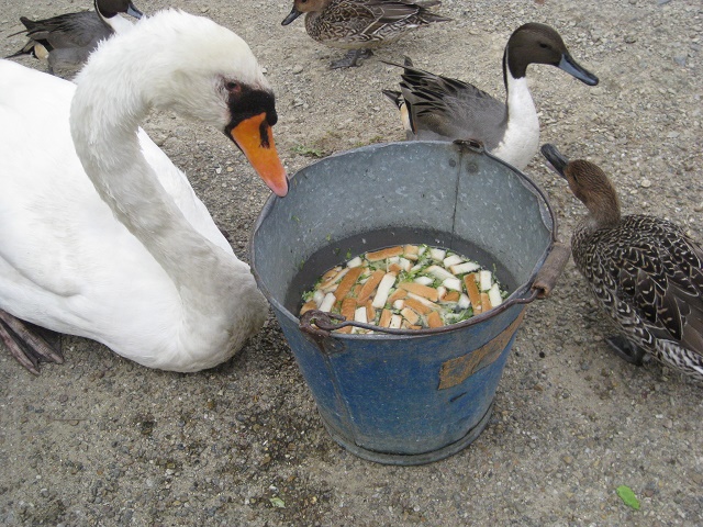 コブハクチョウ 1羽で食事