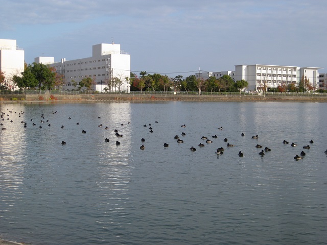 貯水池に渡り鳥多数