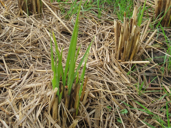 稲の切り株から芽生えたひつじ