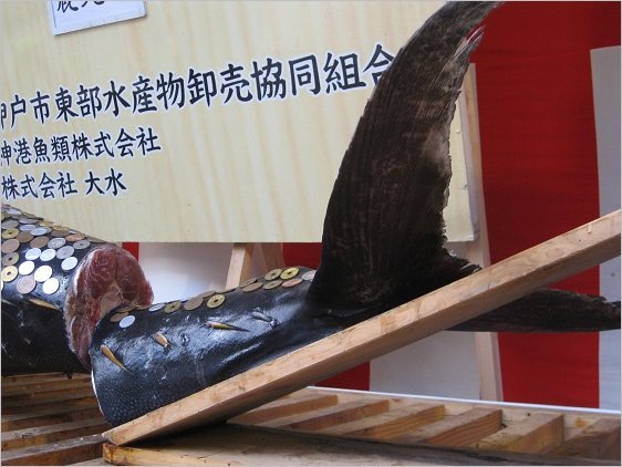 大まぐろの尾びれ