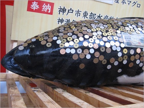 大まぐろの頭部,お賽銭