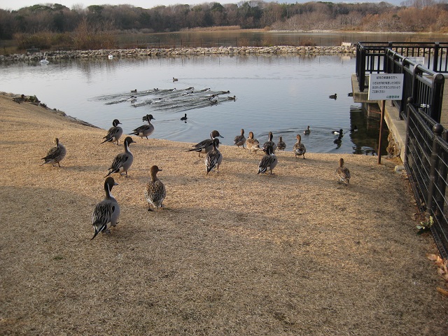 池に勢いよく着水するカモの群れ