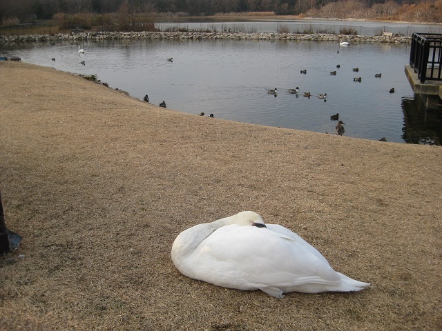 岸辺の芝生でまどろむ コブハクチョウ