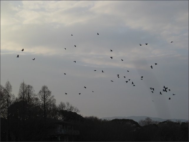 昆陽池の上空を舞い飛ぶ野鳥の群れ