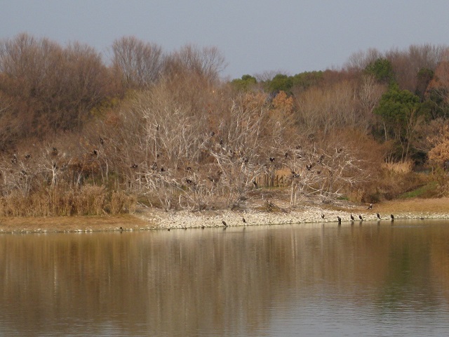 昆陽池の中の野鳥の島 カワウ多数