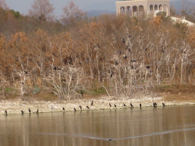 昆陽池の中の野鳥の島 カワウ多数