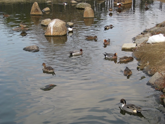給餌池野鳥観察橋辺りのカモたち