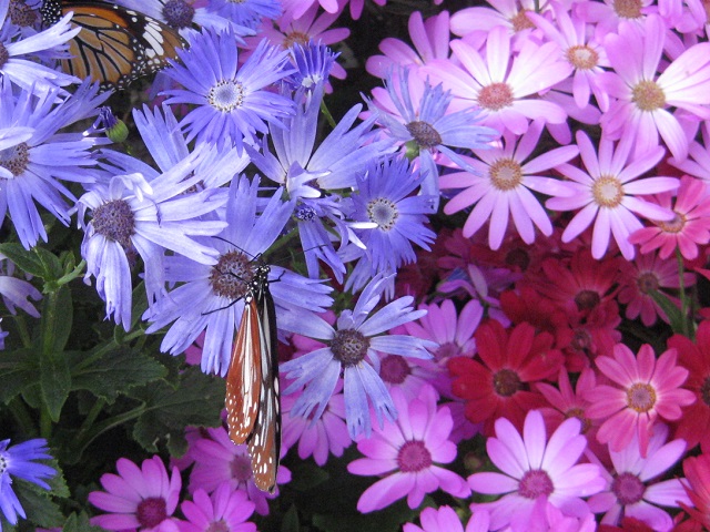 サイネリアの花に止まっている アサギマダラとスジグロカバマダラ