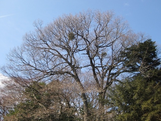 ヤドリギ, 宿られた大木