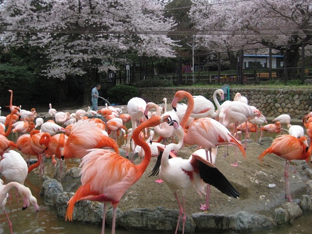 フラミンゴの求愛