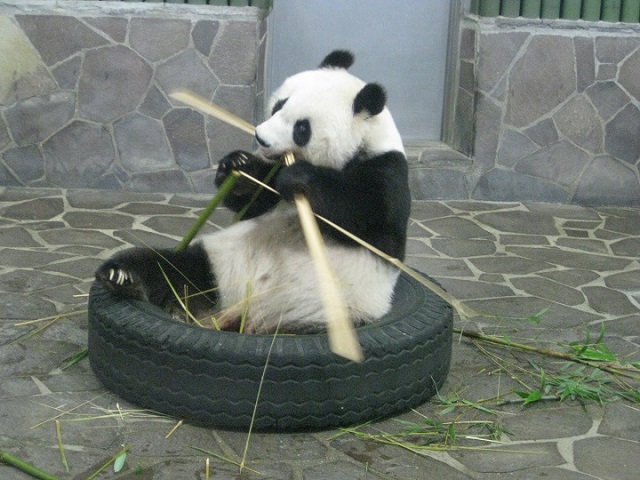 食事中のパンダ,タンタン