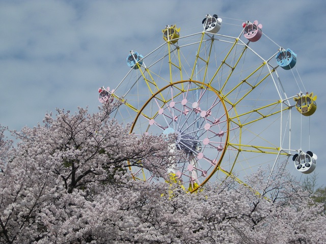 観覧車と桜