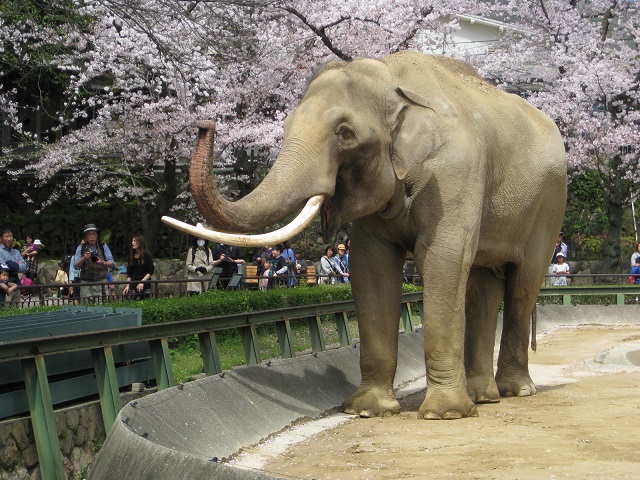 インド象,マック