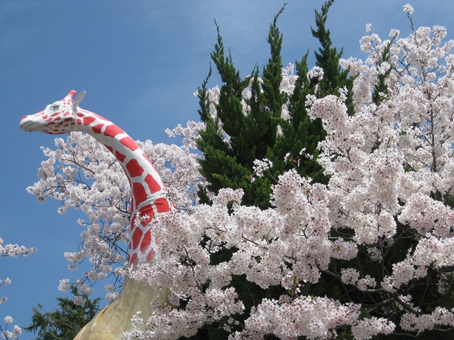キリン像と桜