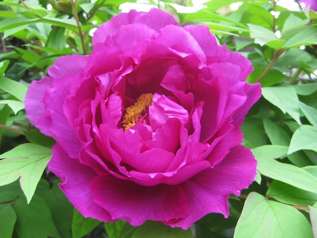 牡丹の花