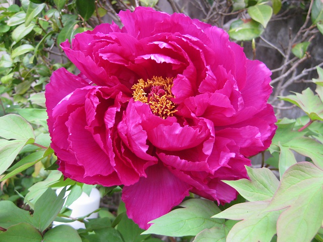 牡丹の花