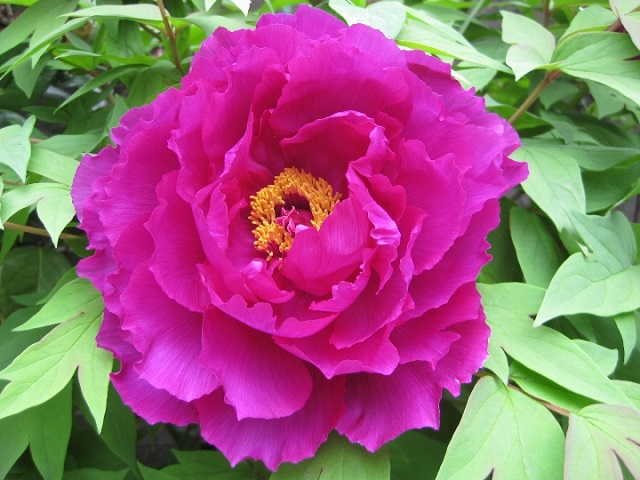 牡丹の花