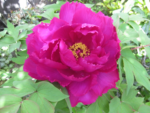 牡丹の花