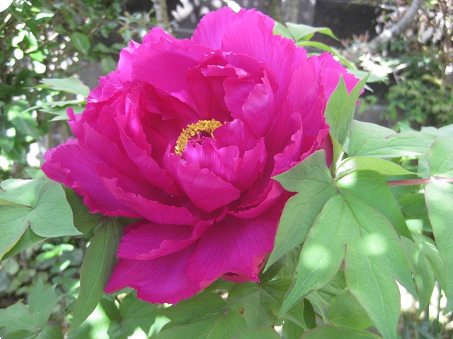 牡丹の花