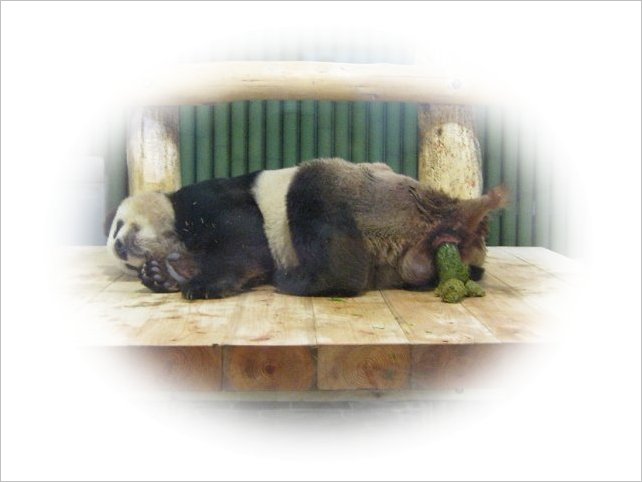 寝ながら「うんち」するパンダ・コウコウ 2