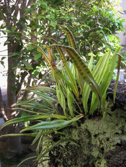 軒忍(ノキシノブ)
