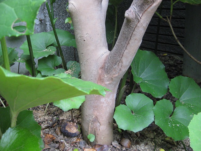 サザンカの木の下部