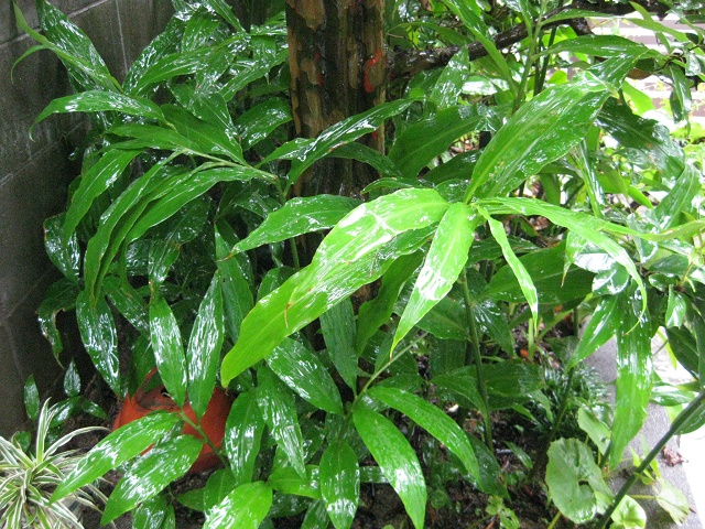 雨中のみょうがの葉