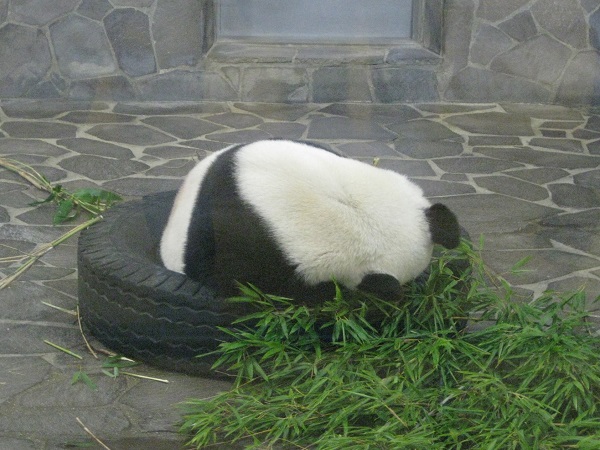 タンタン 眠る
