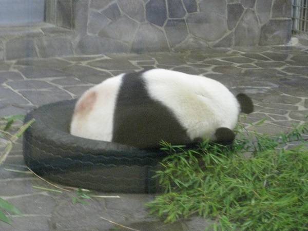 タンタン 眠る