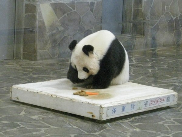 人参・ペレットを食べる