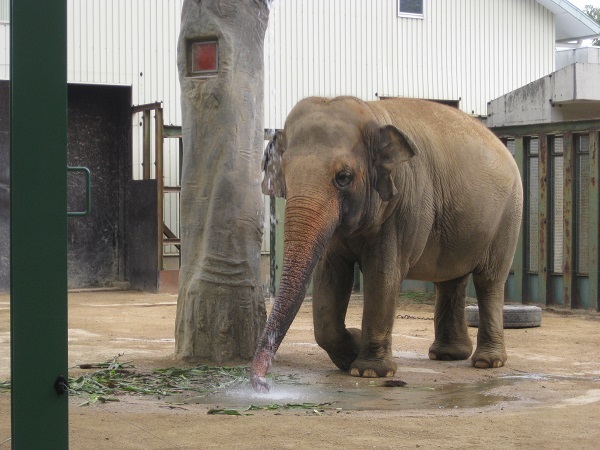 水を飲むズゼ 5