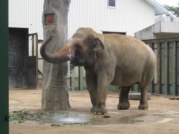 水を飲むズゼ 4