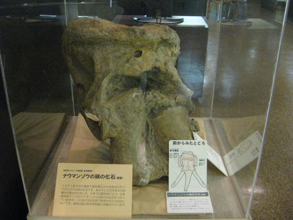 ナウマンゾウの頭の化石
