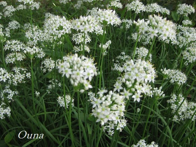 花が咲いた韮（ニラ）