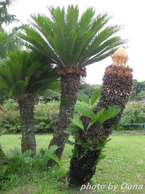 50年物の蘇鉄（ソテツ）