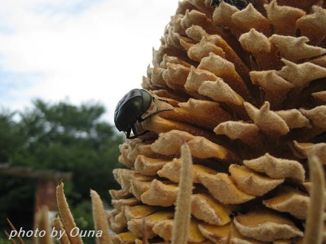 ソテツの雄花の一部分