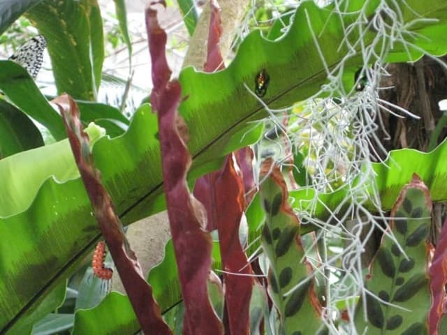 ツマムラサキマダラの卵・幼虫・さなぎ