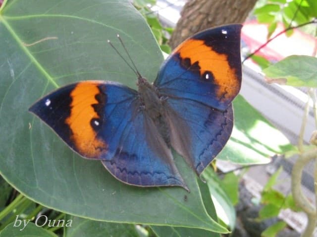 上向きで止まっているコノハチョウ