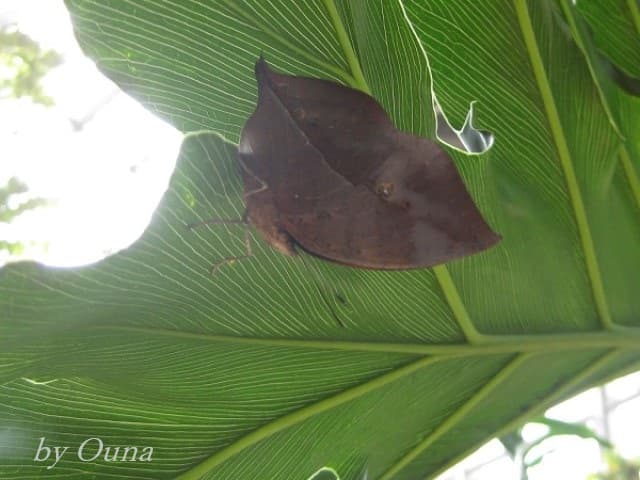 天井近くの葉に止まっているコノハチョウ