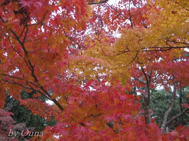 境内の紅葉