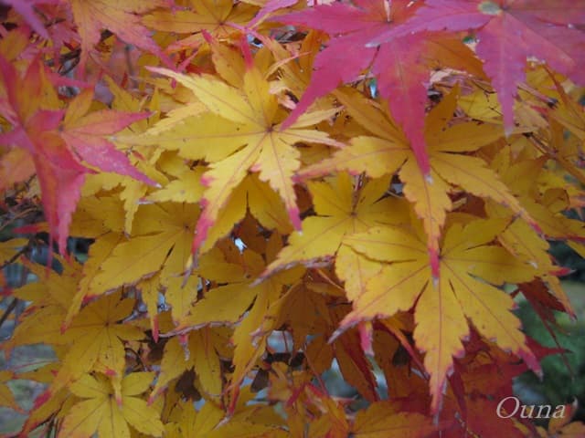 境内の紅葉