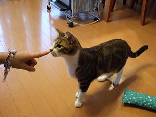 ふくチ。