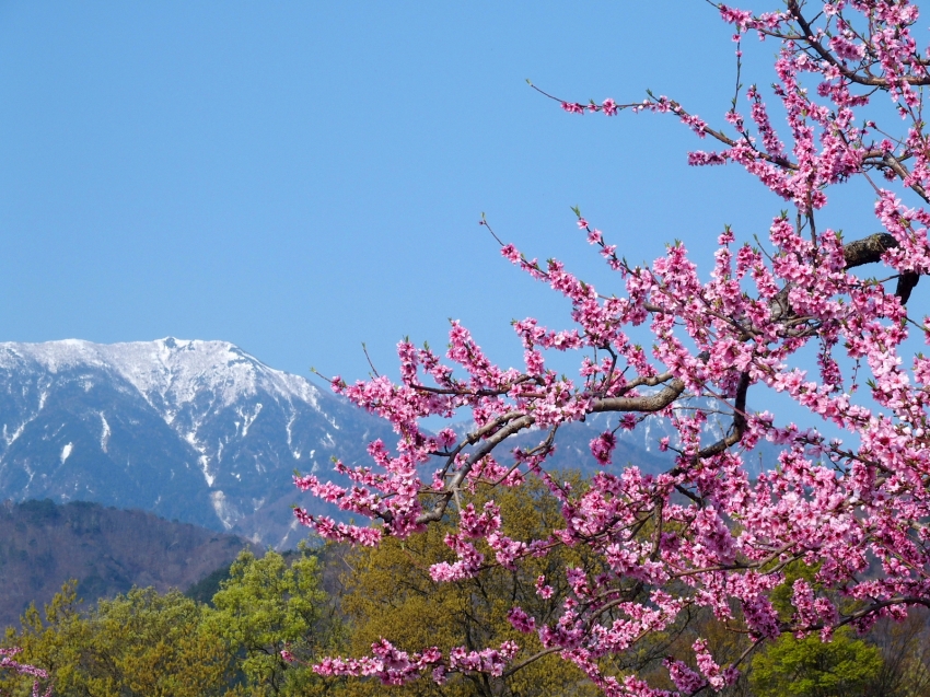 新府桃源郷1.JPG